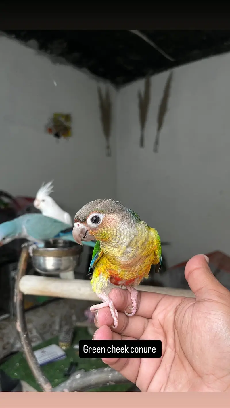Handtame Quaker parakeet | conure parrot — photo 9
