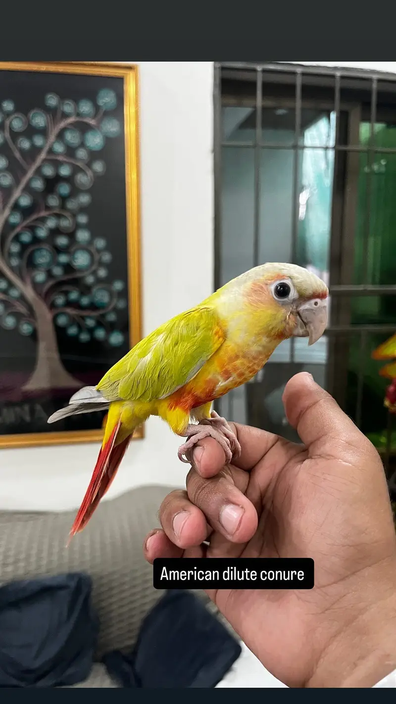 Handtame Quaker parakeet | conure parrot — photo 10