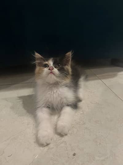 Female Persian Kitten