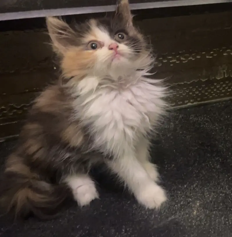 Female Persian Kitten — photo 3