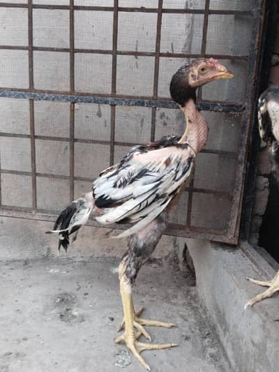 aseel chiks