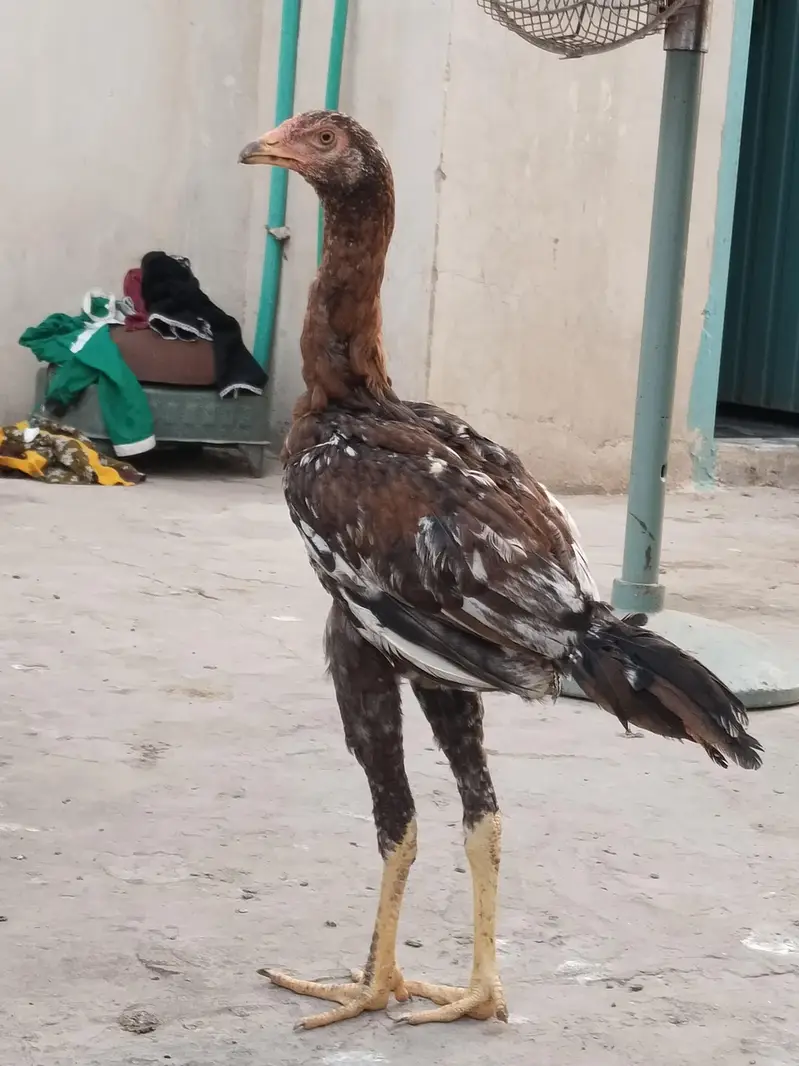 aseel chiks — photo 2
