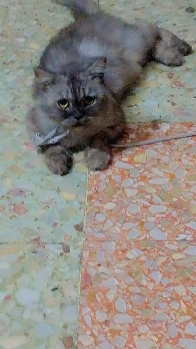 Persian  cat  grey  beauty for sale