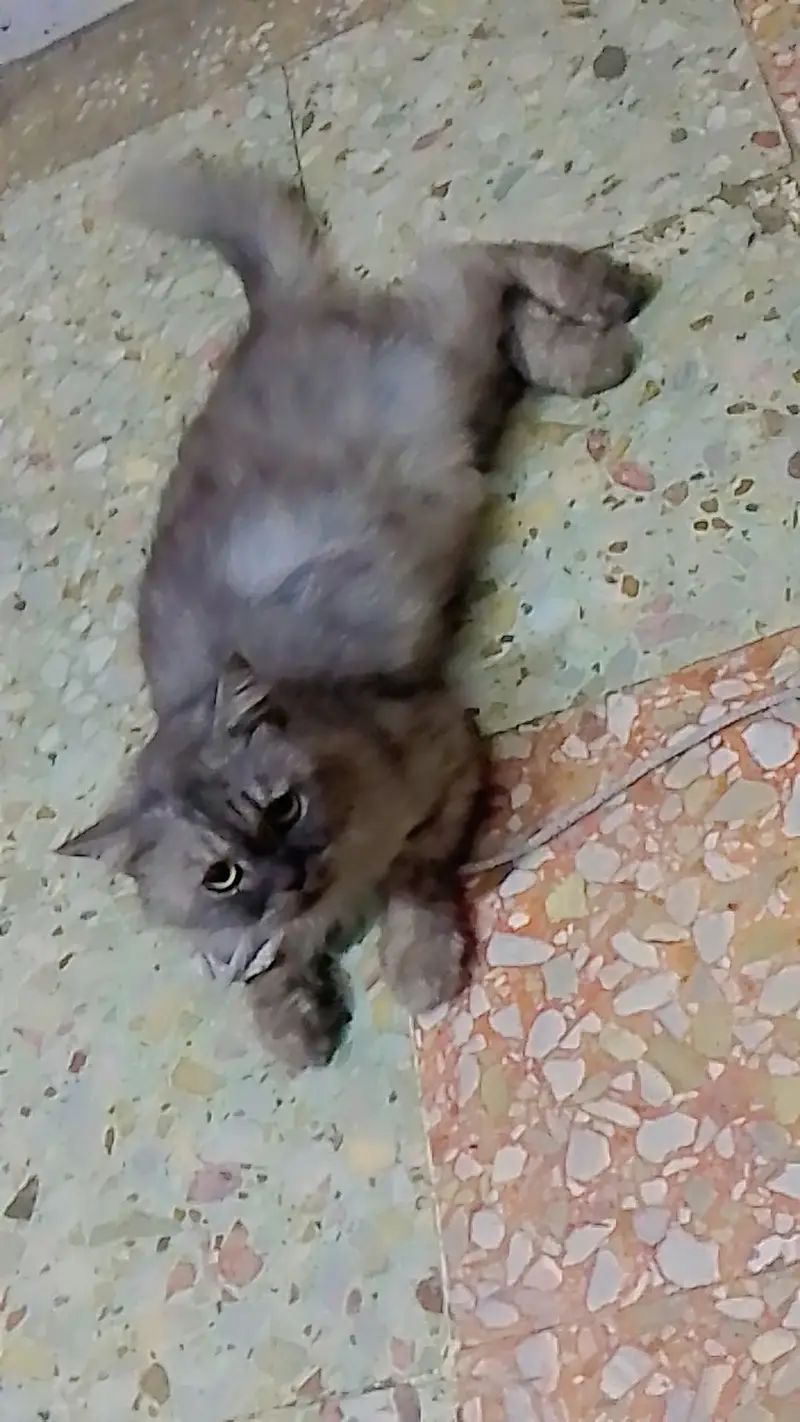 Persian  cat  grey  beauty for sale — photo 2