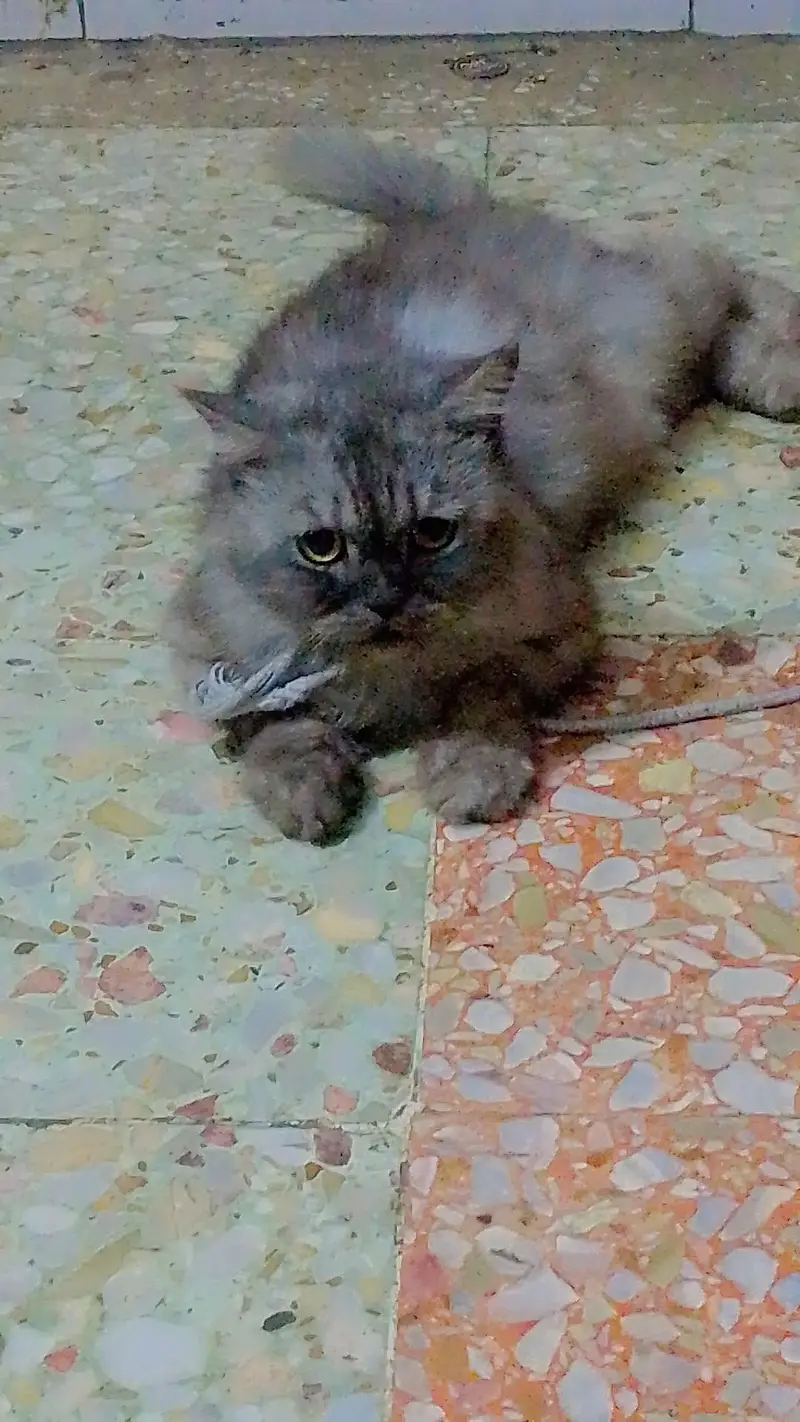 Persian  cat  grey  beauty for sale — photo 3