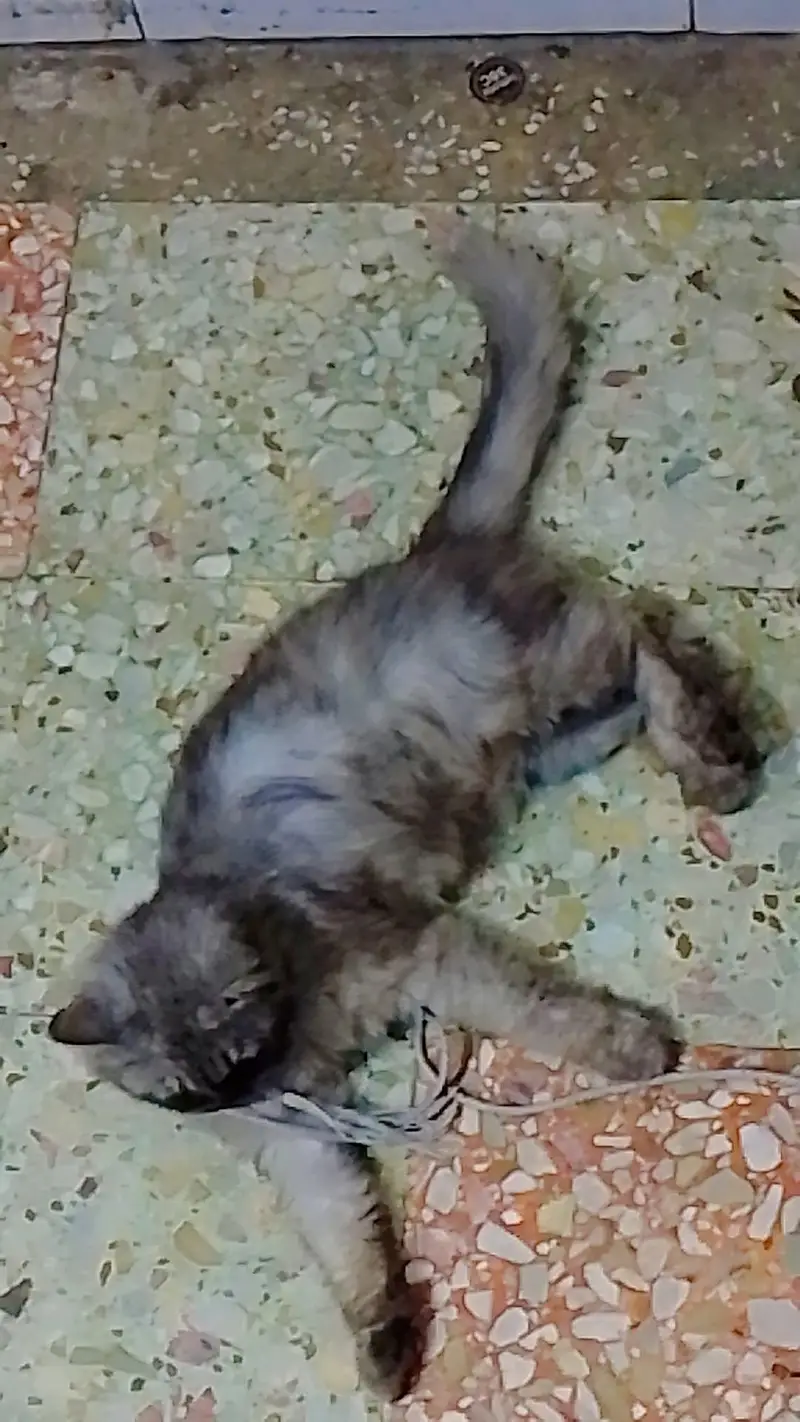 Persian  cat  grey  beauty for sale — photo 4