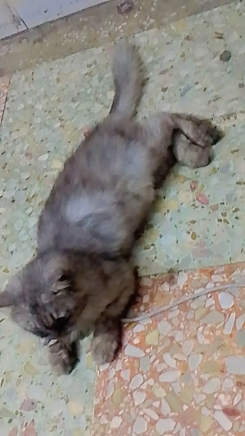 Persian  cat  grey  beauty for sale — photo 5