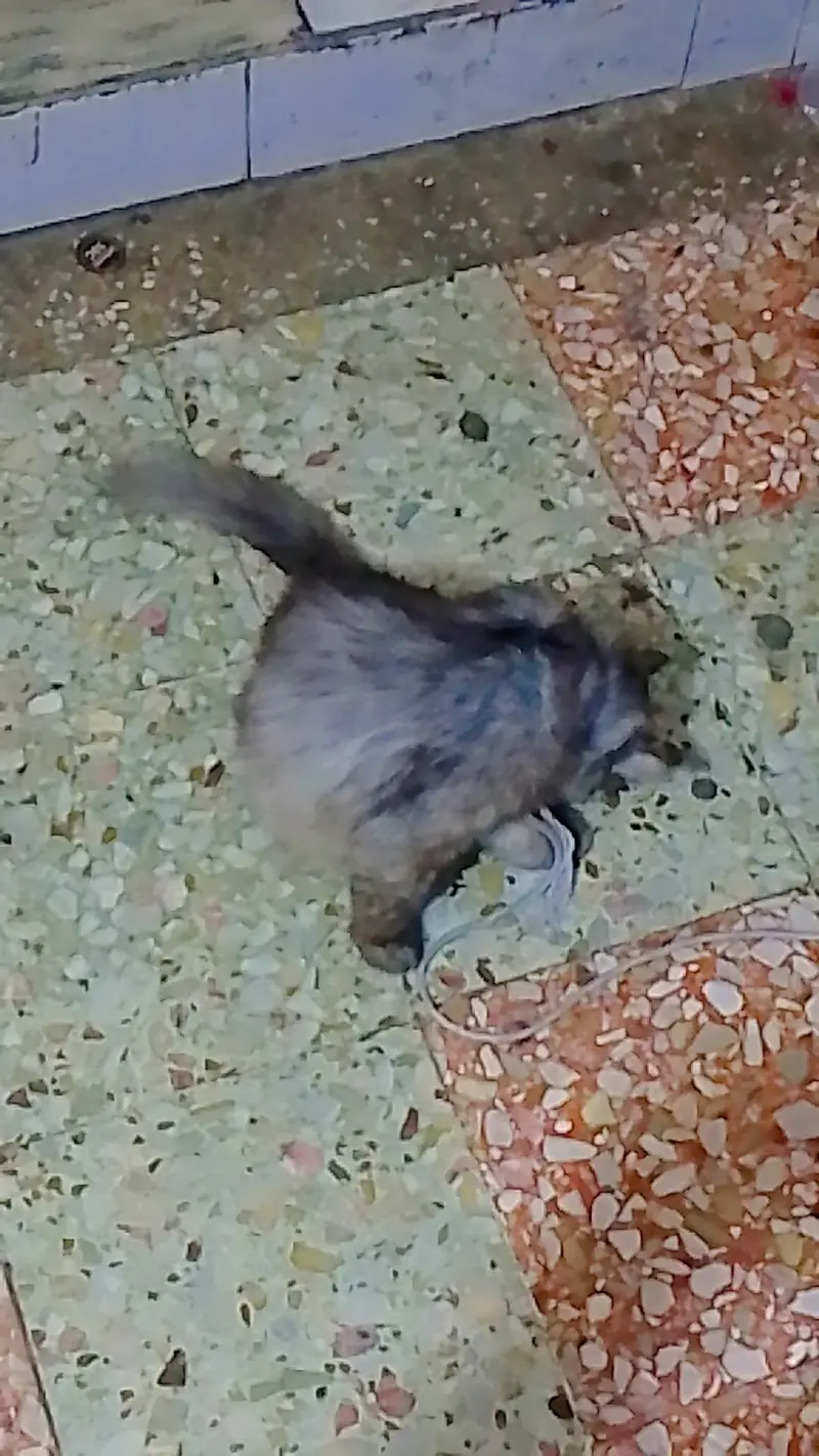 Persian  cat  grey  beauty for sale — photo 6