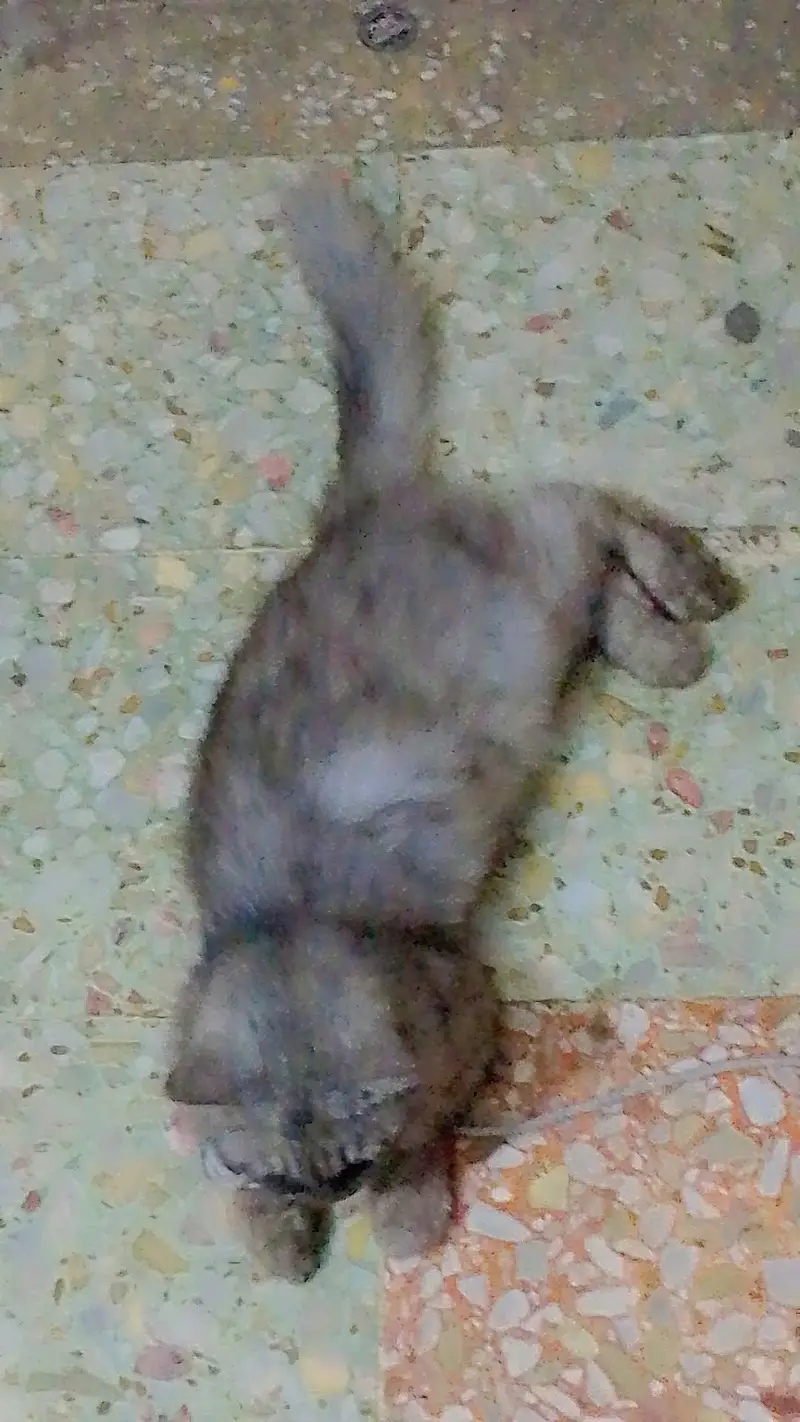 Persian  cat  grey  beauty for sale — photo 7