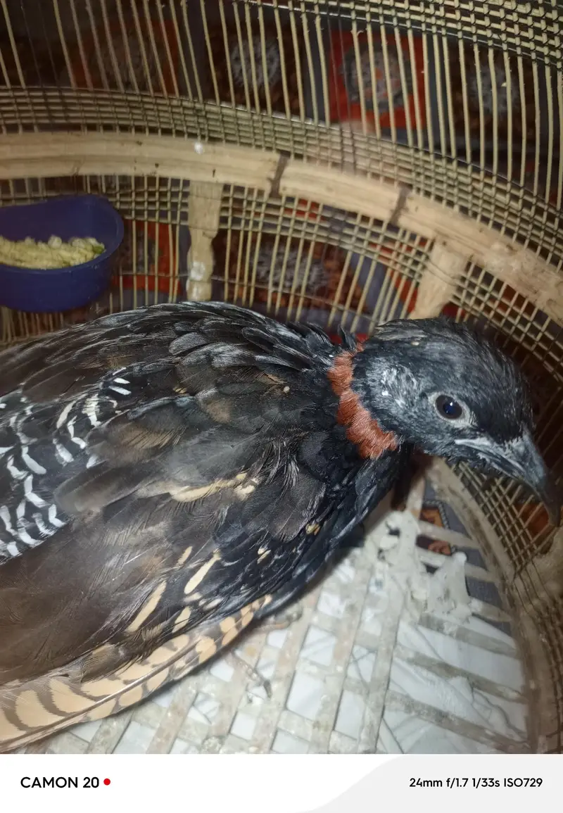 black titer — photo 2