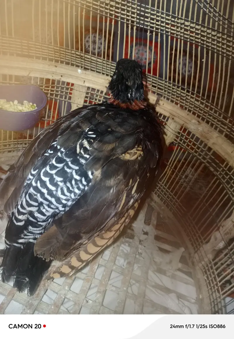 black titer — photo 3