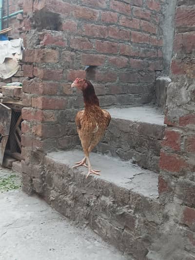 Aseel murgi for sale