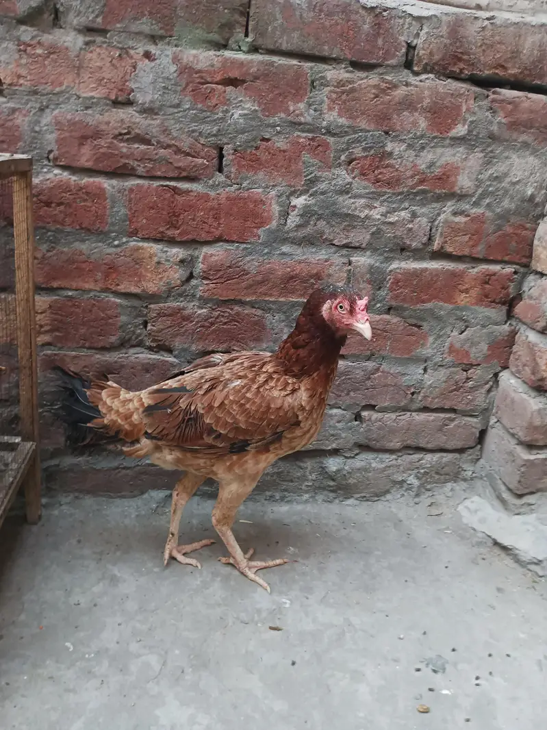 Aseel murgi for sale — photo 3
