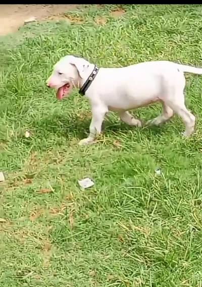 Bully gultair Female 03298202490