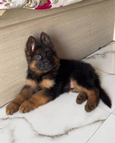 German Shepherd long coat puppies for sale my contact wtsp