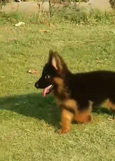 German Shepherd long coat puppies for sale my contact wtsp