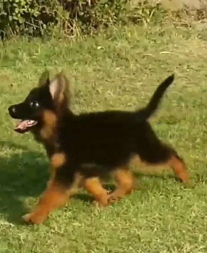 German Shepherd long coat puppies for sale my contact wtsp — photo 3