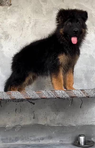 German Shepherd long coat puppies for sale my contact wtsp