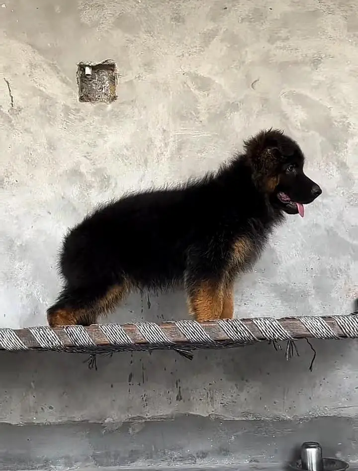 German Shepherd long coat puppies for sale my contact wtsp — photo 2
