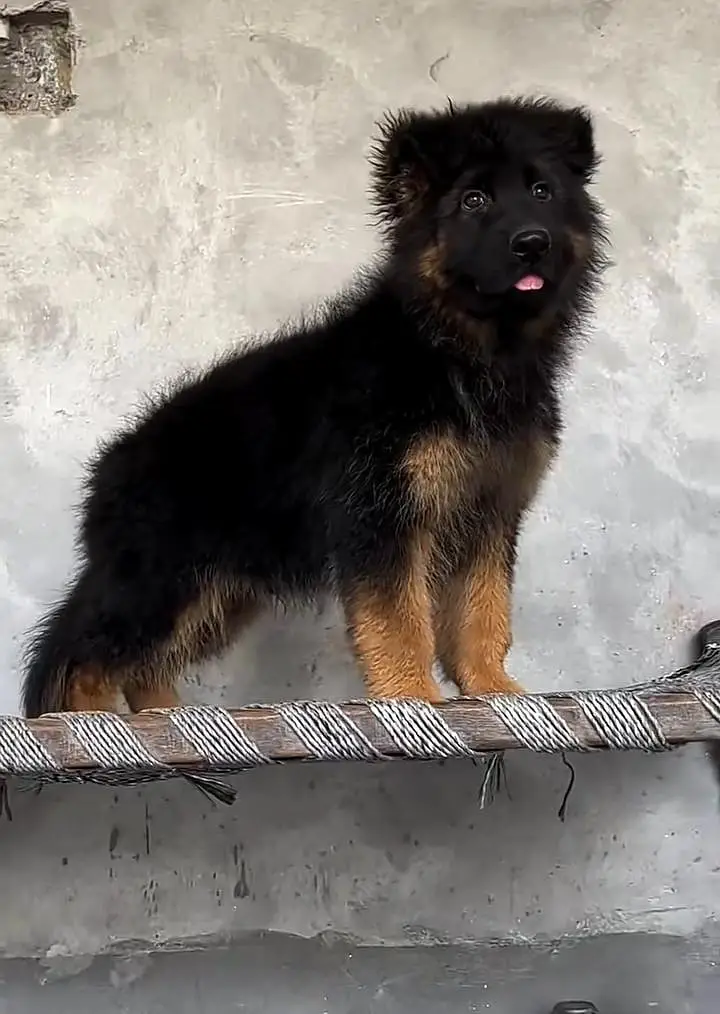 German Shepherd long coat puppies for sale my contact wtsp — photo 3