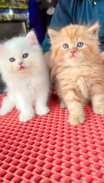 Quality Persian cat & Kittens Male & female    0322 7335071 WhatsApp