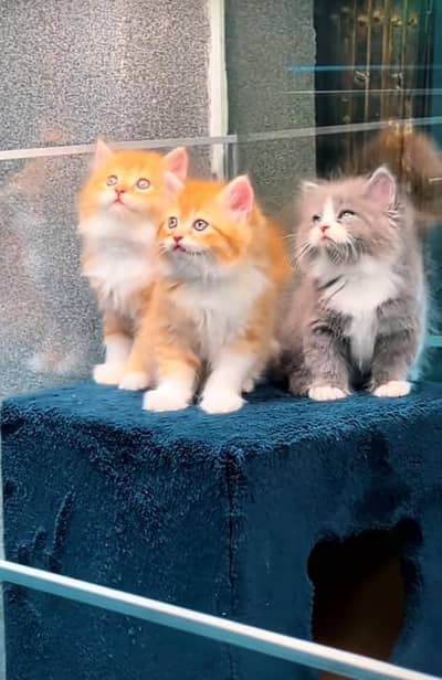 Persian kitten triple cot. for. . sale my WhatsApp03464290927