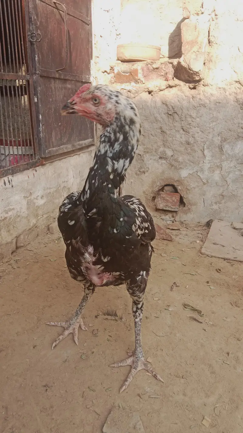 Kali cheni aseel murgi aundy bh dy rahi hy — photo 2