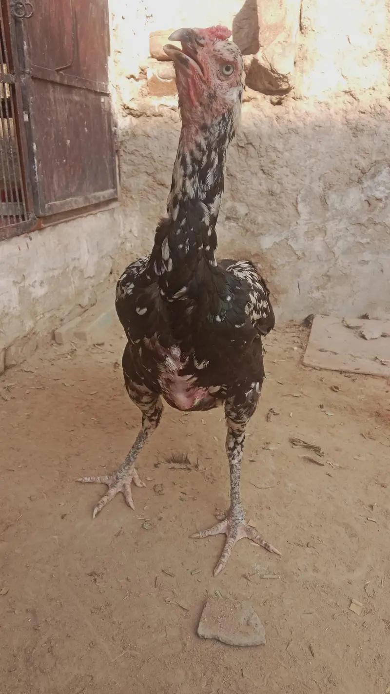 Kali cheni aseel murgi aundy bh dy rahi hy — photo 3