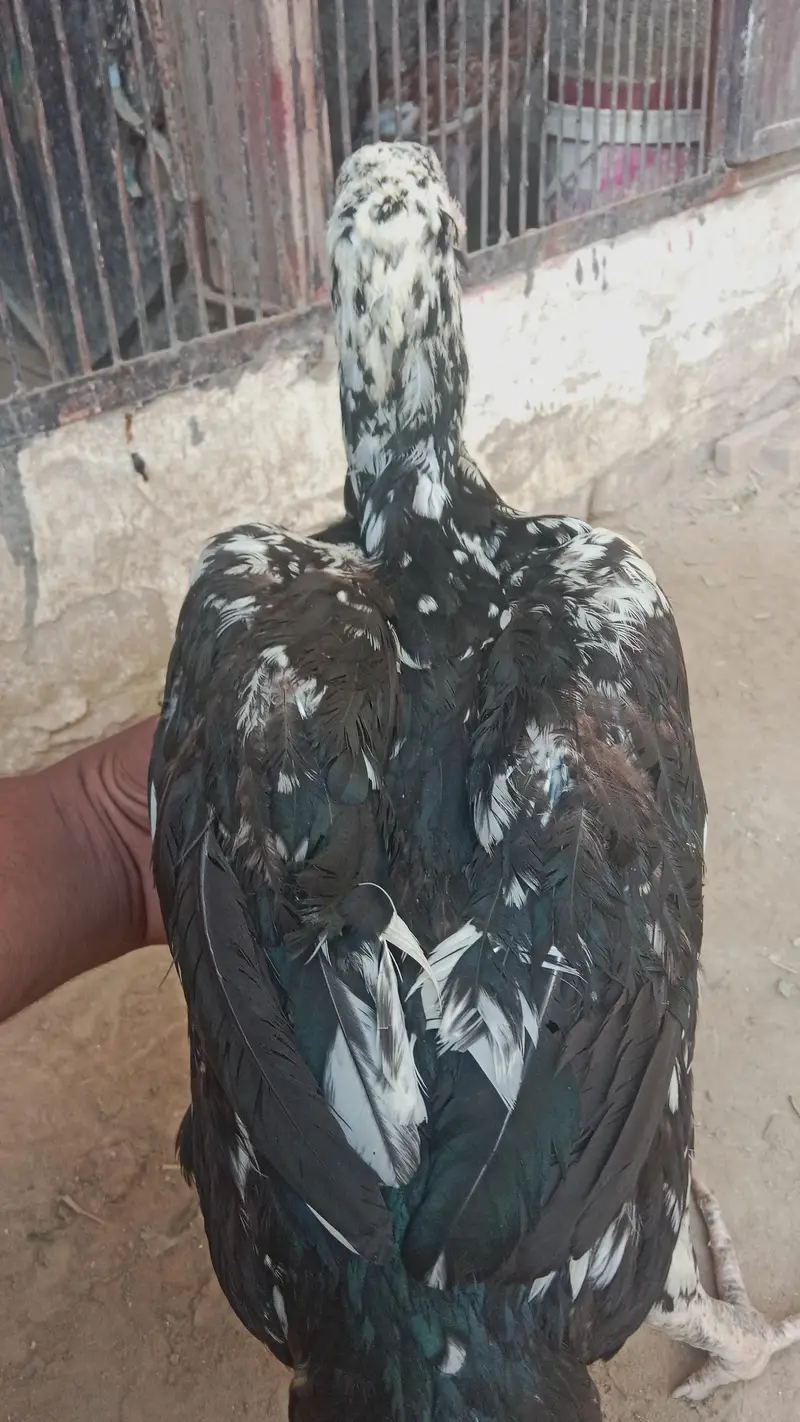 Kali cheni aseel murgi aundy bh dy rahi hy — photo 4