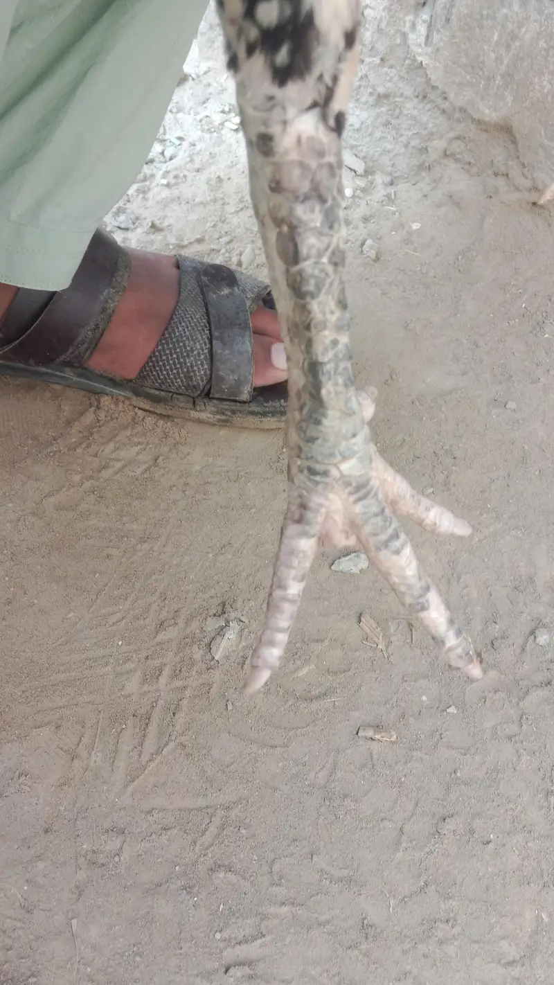 Kali cheni aseel murgi aundy bh dy rahi hy — photo 5