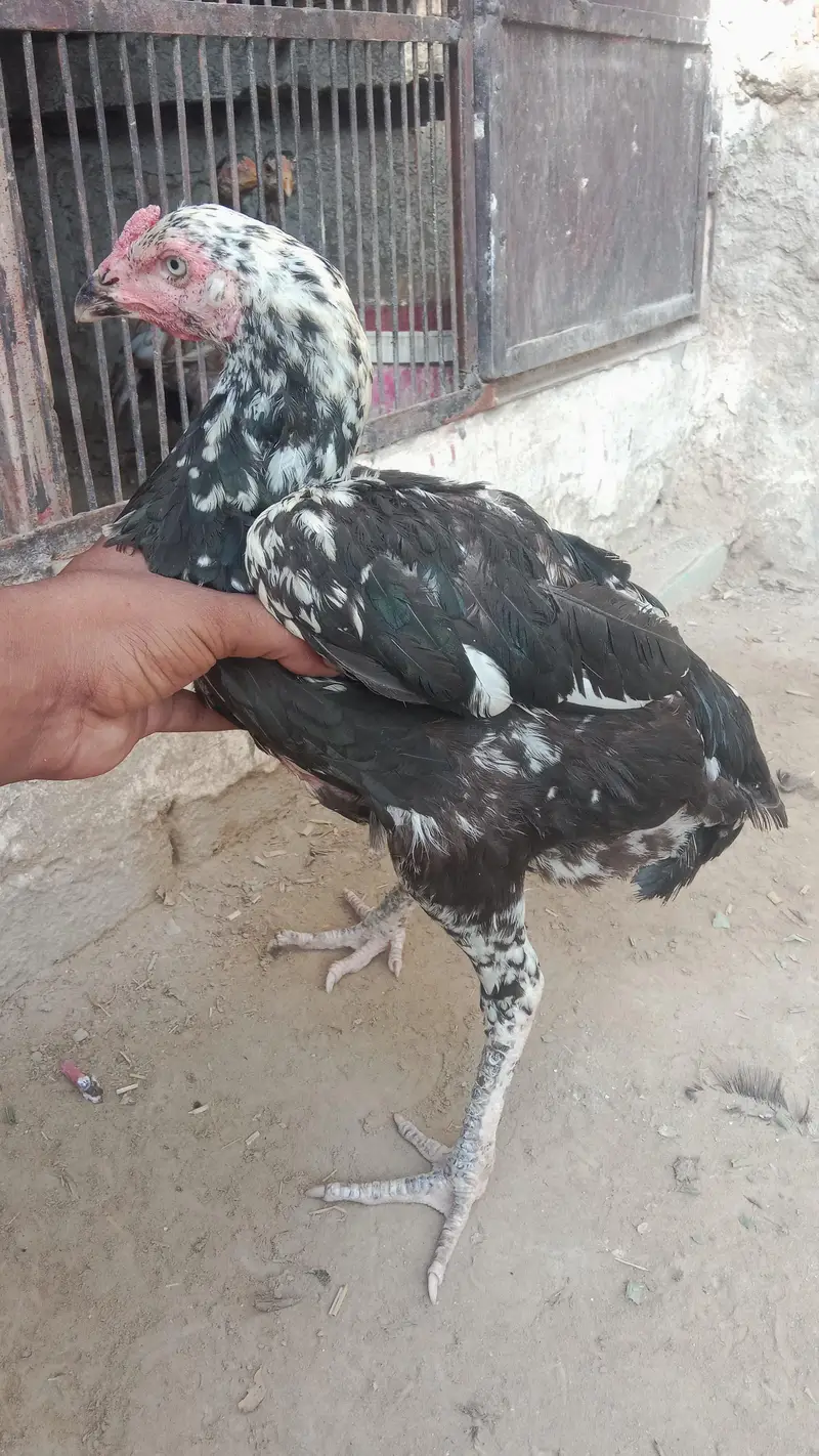 Kali cheni aseel murgi aundy bh dy rahi hy — photo 6