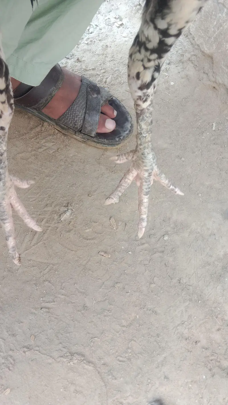 Kali cheni aseel murgi aundy bh dy rahi hy — photo 7