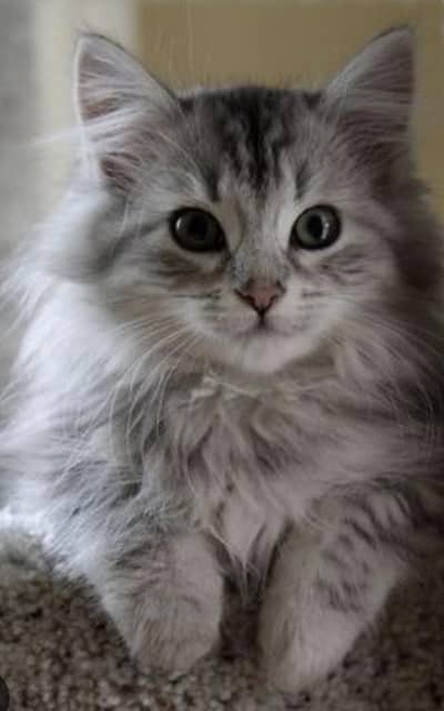 play full Siberian male kitten