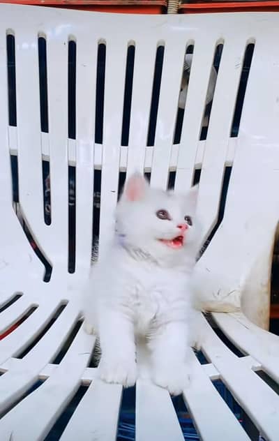 Persian kitten triple cot. for. . sale my WhatsApp03464290927