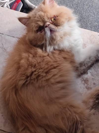 piki male cat