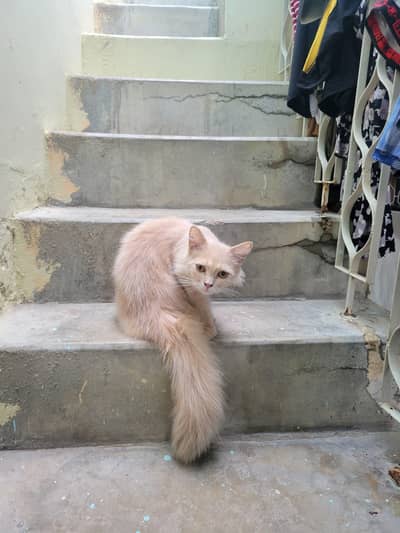Cat available for now