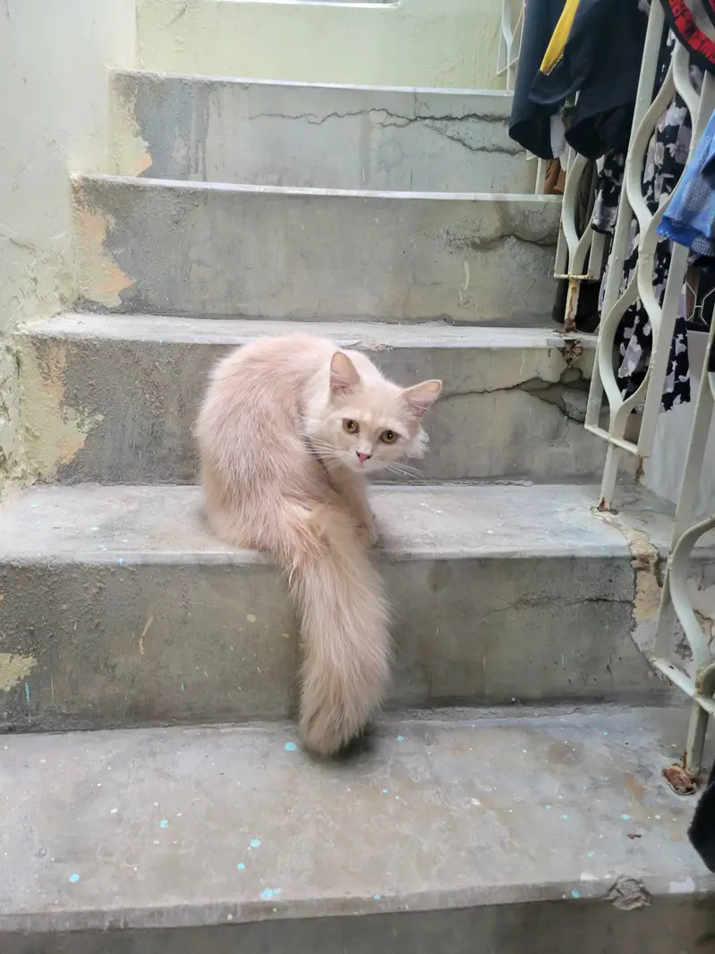Cat available for now — photo 2