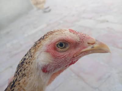 خوبصورت اسیل مرغی
