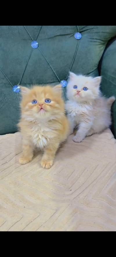 Quality Persian cat & Kittens Male & female    0322 7335071 WhatsApp