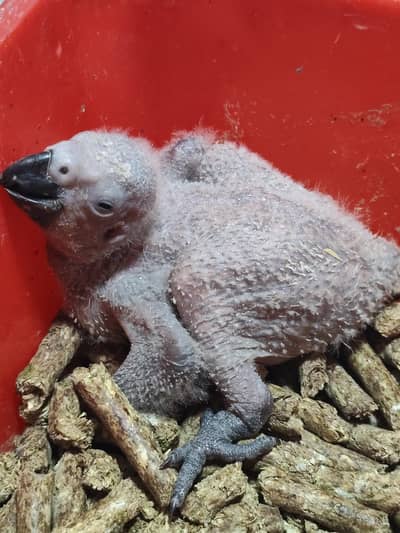 GREY parrot chick