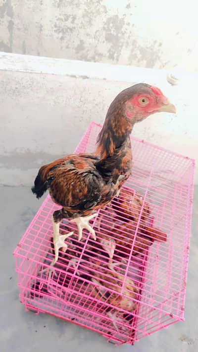 aseel  pathy 6 nar 1 madi home breed