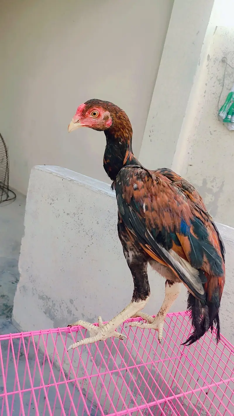 aseel  pathy 6 nar 1 madi home breed — photo 2