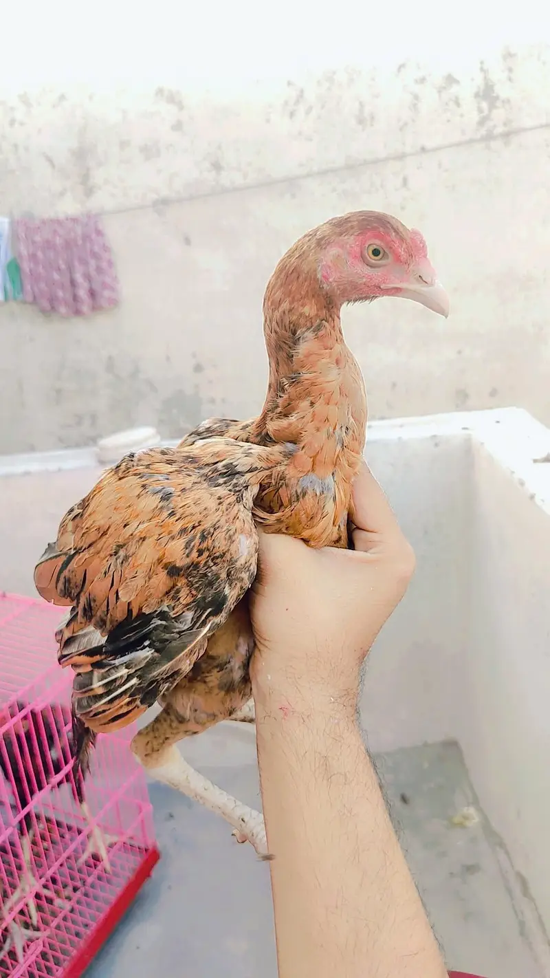 aseel  pathy 6 nar 1 madi home breed — photo 3