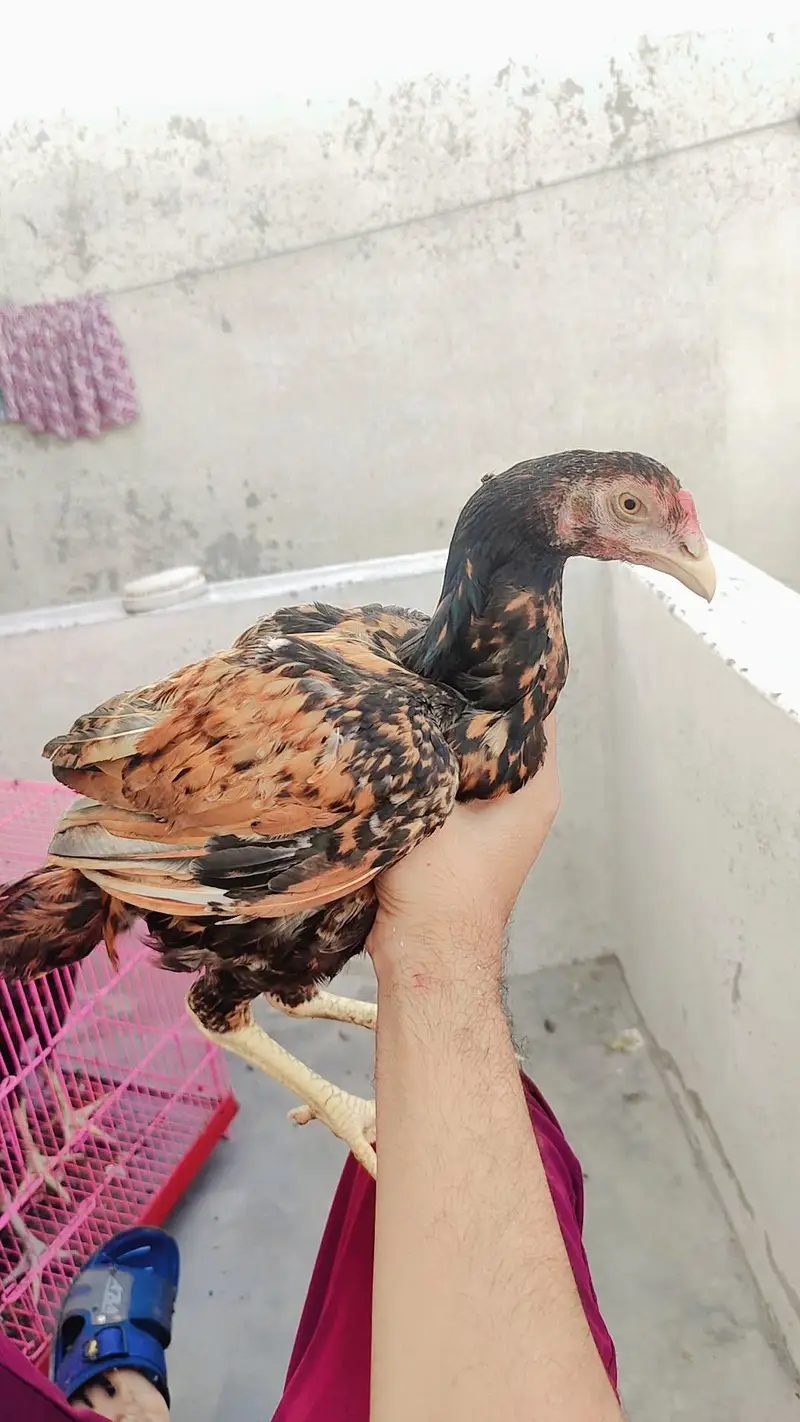 aseel  pathy 6 nar 1 madi home breed — photo 4
