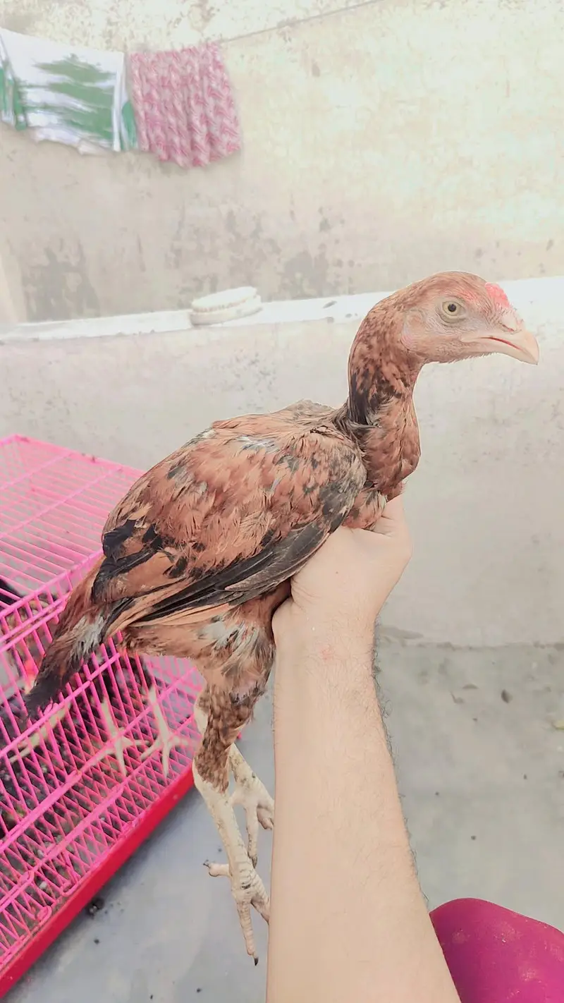 aseel  pathy 6 nar 1 madi home breed — photo 5