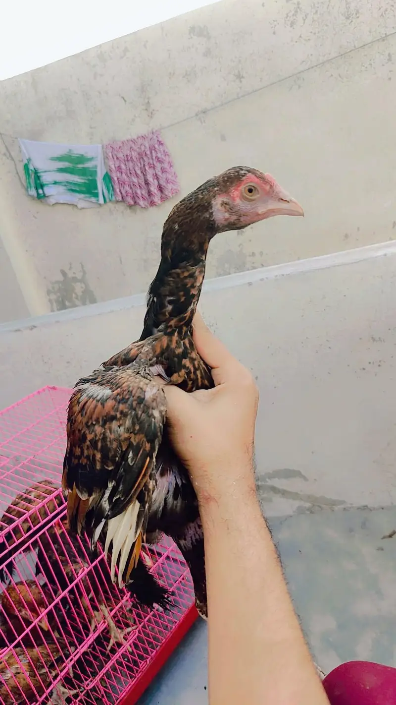 aseel  pathy 6 nar 1 madi home breed — photo 6