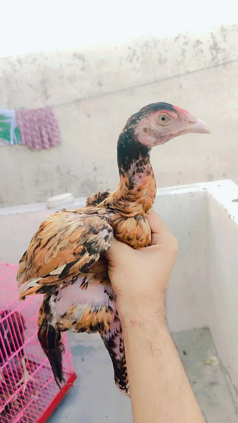 aseel  pathy 6 nar 1 madi home breed — photo 7