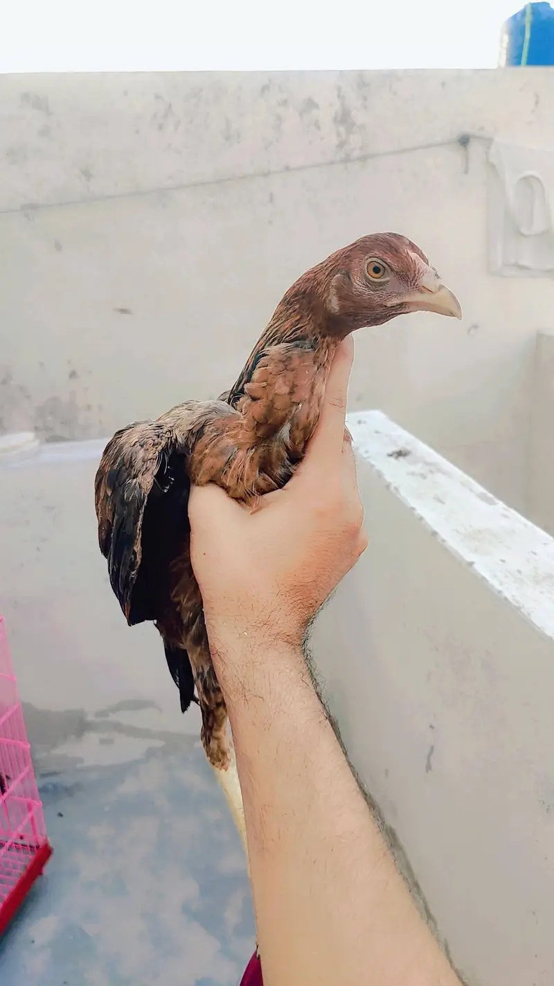 aseel  pathy 6 nar 1 madi home breed — photo 8