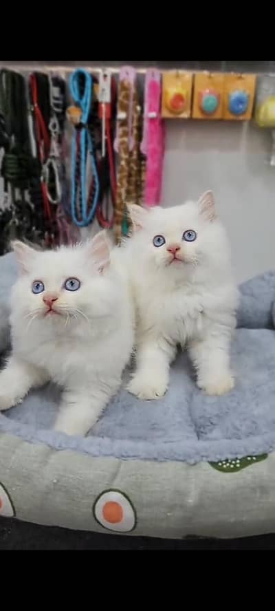 Quality Persian cat & Kittens Male & female    0322 7335071 WhatsApp