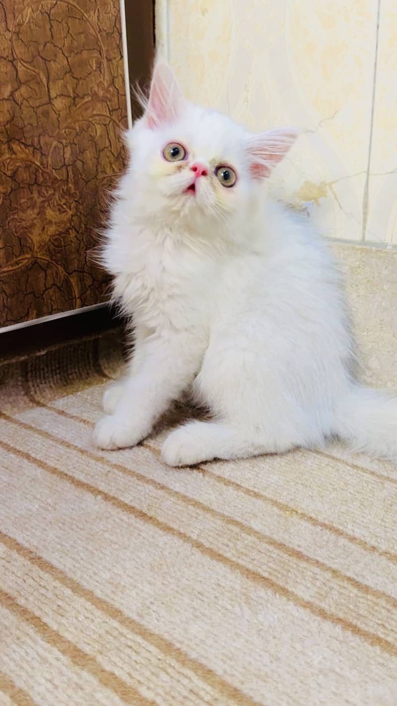 Kitten cat 0